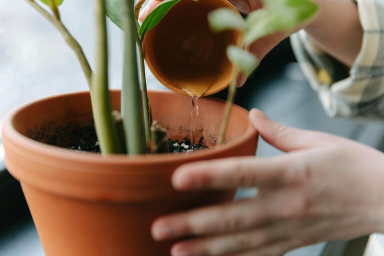 Essential Tips for Keeping Your Houseplants Healthy and Thriving
